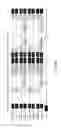 Fig. 45 - Means and methods for investigating nucleic acid sequences