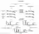 Fig. 01 - mPCR methods for analyzing repeat sequences