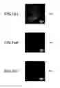 Fig. 17 - Method for detecting afferent lymph vessel inflow regions and method for identifying specific cells