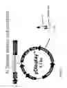 Fig. 12 - METHOD OF PRODUCING HUMAN IGG ANTIBODIES WITH ENHANCED EFFECTOR FUNCTIONS