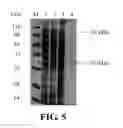 Fig. 05 - Expression cassette, recombinant host cell and process for producing a target protein