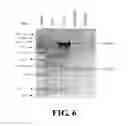 Fig. 06 - Expression cassette, recombinant host cell and process for producing a target protein