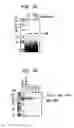 Fig. 07 - Methods and compositions for concentrating secreted recombinant protein