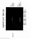 Fig. 29 - MULTIPLEX ASSEMBLY OF HIGH FEDELITY DNA