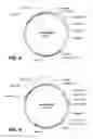 Fig. 08 - Thermostable neutral metalloproteases