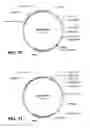 Fig. 09 - Thermostable neutral metalloproteases