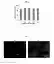 Fig. 12 - DEVICES FOR SEPARATING CELLS AND METHODS OF USING THEM