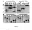 Fig. 05 - Variable lymphocyte receptors, related polypeptides and nucleic acids, and uses thereof
