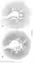 Fig. 14 - Variable lymphocyte receptors, related polypeptides and nucleic acids, and uses thereof