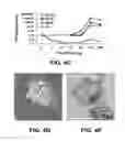 Fig. 09 - DIFFERENTIATION OF PRIMATE PLURIPOTENT STEM CELLS TO HEMATOPOIETIC LINEAGE CELLS