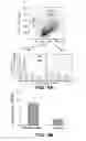 Fig. 10 - DIFFERENTIATION OF PRIMATE PLURIPOTENT STEM CELLS TO HEMATOPOIETIC LINEAGE CELLS