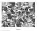Fig. 04 - Cultured pancreas islets