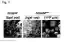 Fig. 09 - METHODS AND KITS FOR HIGH EFFICIENCY ENGINEERING OF CONDITIONAL MOUSE ALLELES
