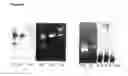 Fig. 08 - Labelling Strategies for the Sensitive Detection of Analytes