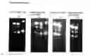 Fig. 17 - Labelling Strategies for the Sensitive Detection of Analytes