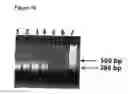 Fig. 20 - Labelling Strategies for the Sensitive Detection of Analytes
