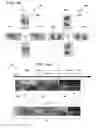 Fig. 05 - Automatic multimedia slideshows for social media-enabled mobile devices