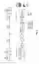 Fig. 03 - System and method for improving the graphics performance of hosted applications