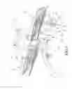 Fig. 05 - Leg Stretching Device