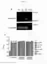 Fig. 08 - MIR-211 EXPRESSION AND RELATED PATHWAYS IN HUMAN MELANOMA