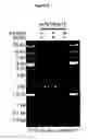 Fig. 09 - Polypeptide Fragments Comprising Endonuclease Activity and Their Use