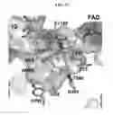 Fig. 04 - Structural and mechanistic basis for novel compound biosynthesis using the 4-electron hexose oxidase