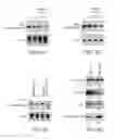 Fig. 06 - Compositions and Methods for Modulating Immunodeficiency Virus Transcription