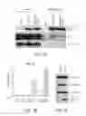 Fig. 07 - Compositions and Methods for Modulating Immunodeficiency Virus Transcription