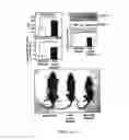 Fig. 06 - METHODS FOR TREATING TYPE I DIABETES WITH LEPTIN AND LEPTIN AGONISTS