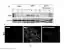 Fig. 10 - Neuroprotective compounds and their use