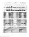 Fig. 14 - Neuroprotective compounds and their use