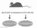 Fig. 01 - MICRO RNA MARKERS AND METHODS RELATED THERETO