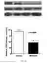 Fig. 06 - MICRO RNA MARKERS AND METHODS RELATED THERETO