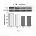 Fig. 12 - MICRO RNA MARKERS AND METHODS RELATED THERETO