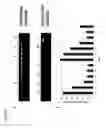 Fig. 09 - Oligomers
