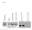 Fig. 15 - Compositions comprising polynucleotides encoding RDCVF1 or RDCVF2