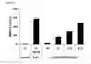 Fig. 13 - CIS 3,4-dihydroxy-2-(3-methylbutanoyl)-5-(3-methylbutyl)-4-(4-methylpentanoyl)cyclopent-2-en-1-derivatives, substantially enantiomerically pure compositions and methods