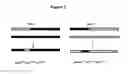 Fig. 03 - Production of defined monodisperse heparosan polymers and unnatural polymers with polysaccharide synthases