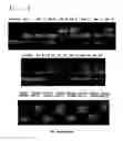 Fig. 08 - siRNA conjugate and preparation method thereof