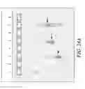 Fig. 30 - COMPOSITIONS AND METHODS FOR PREPARING SHORT RNA MOLECULES AND OTHER NUCLEIC ACIDS