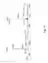 Fig. 16 - Bifunctional/polyfunctional dopamine D2/D3 agonist as neuroprotective agents for treatment of neurodegenerative diseases