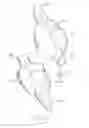 Fig. 10 - Urological device