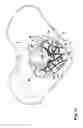 Fig. 18 - IMPLANT FOR SUPPORTING THE PELVIC FLOOR