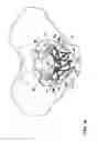 Fig. 20 - IMPLANT FOR SUPPORTING THE PELVIC FLOOR