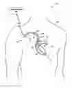 Fig. 01 - Posture-induced changes to physiological parameters
