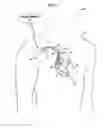 Fig. 02 - Posture-induced changes to physiological parameters