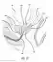 Fig. 26 - System for treating the prostate