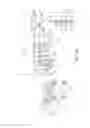 Fig. 05 - Bone screw and method for manufacturing the same