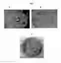 Fig. 06 - ANTIMICROBIAL COATINGS