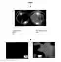 Fig. 07 - ANTIMICROBIAL COATINGS